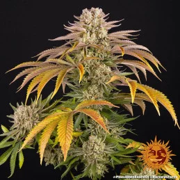 PINEAPPLE EXPRESS - Barney´s Farm SEEDS-BANK.CZ JIHLAVA