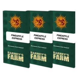 PINEAPPLE EXPRESS - Barney´s Farm SEEDS-BANK.CZ JIHLAVA