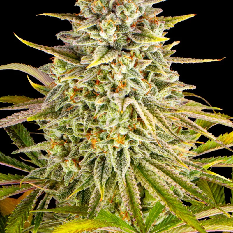 LEMON DRIZZLE - Barney´s Farm | SEEDS-BANK.CZ JIHLAVA