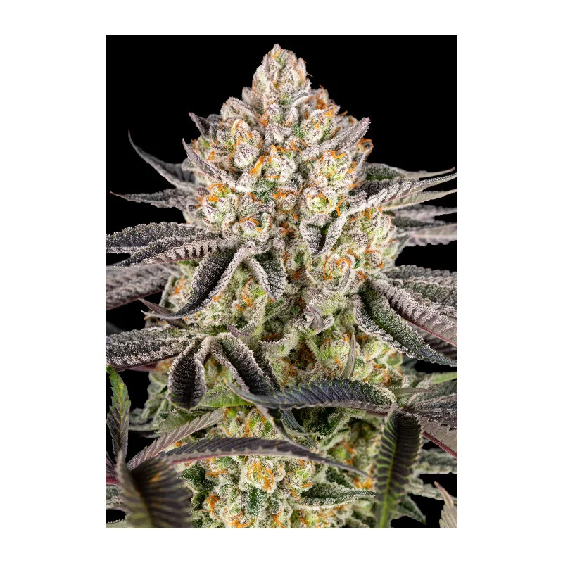 RUNTZ - Barney´s Farm | SEEDS-BANK.CZ JIHLAVA