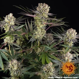 RUNTZ - Barney´s Farm | SEEDS-BANK.CZ JIHLAVA