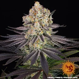 RUNTZ - Barney´s Farm | SEEDS-BANK.CZ JIHLAVA