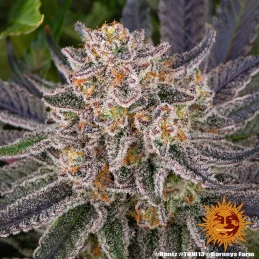RUNTZ - Barney´s Farm | SEEDS-BANK.CZ JIHLAVA