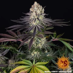 RUNTZ - Barney´s Farm | SEEDS-BANK.CZ JIHLAVA