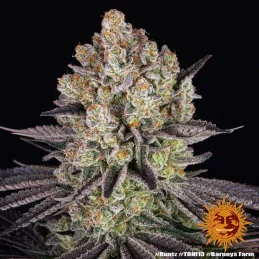 RUNTZ - Barney´s Farm | SEEDS-BANK.CZ JIHLAVA