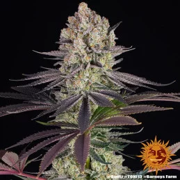 RUNTZ - Barney´s Farm | SEEDS-BANK.CZ JIHLAVA