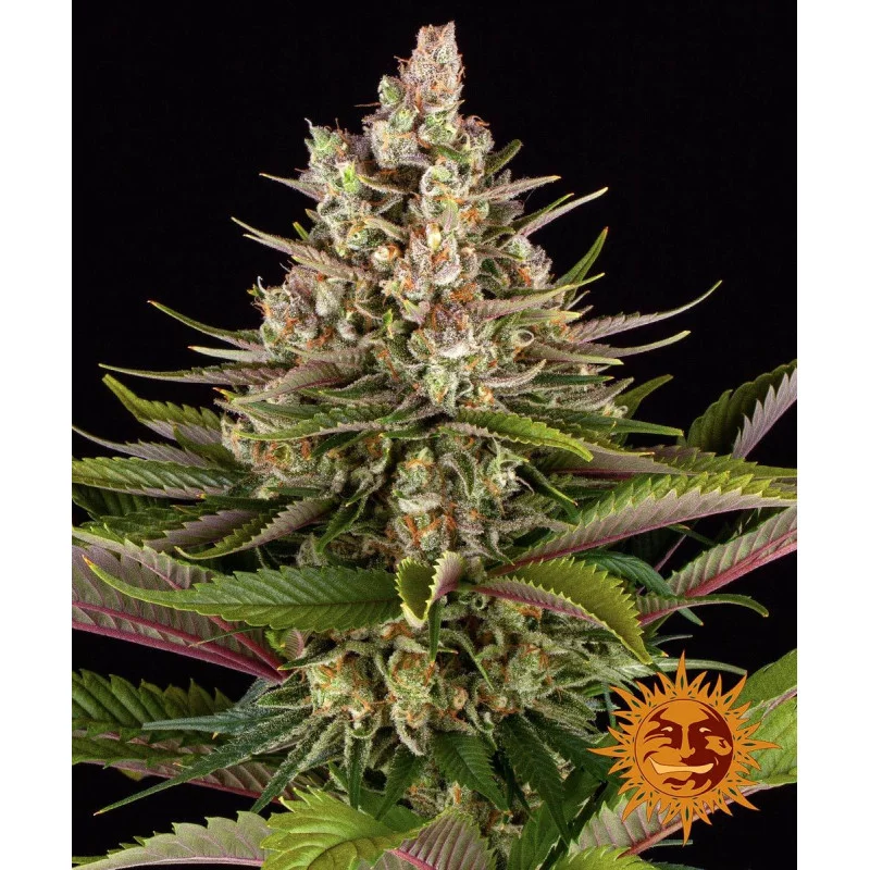 SOUR STRAWBERRY - Barney´s Farm SEEDS-BANK.CZ JIHLAVA