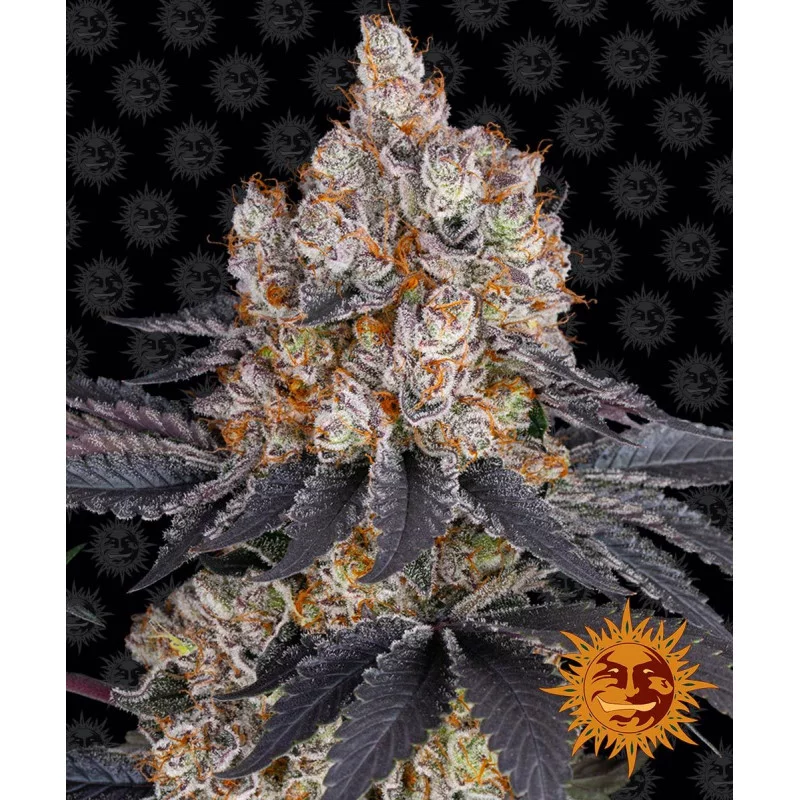 GELATO - Barney´s Farm SEEDS-BANK.CZ JIHLAVA