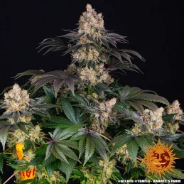 GELATO - Barney´s Farm SEEDS-BANK.CZ JIHLAVA