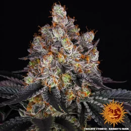 GELATO - Barney´s Farm SEEDS-BANK.CZ JIHLAVA
