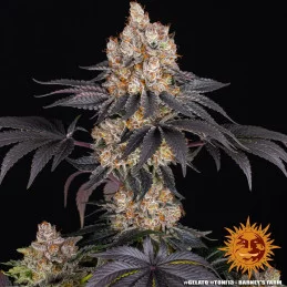 GELATO - Barney´s Farm SEEDS-BANK.CZ JIHLAVA