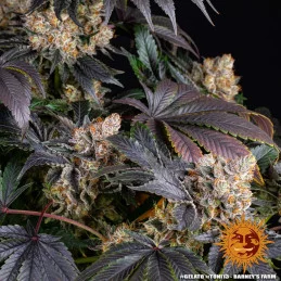 GELATO - Barney´s Farm SEEDS-BANK.CZ JIHLAVA