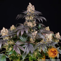GELATO - Barney´s Farm SEEDS-BANK.CZ JIHLAVA