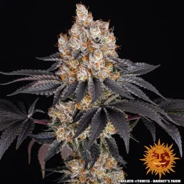 GELATO - Barney´s Farm SEEDS-BANK.CZ JIHLAVA
