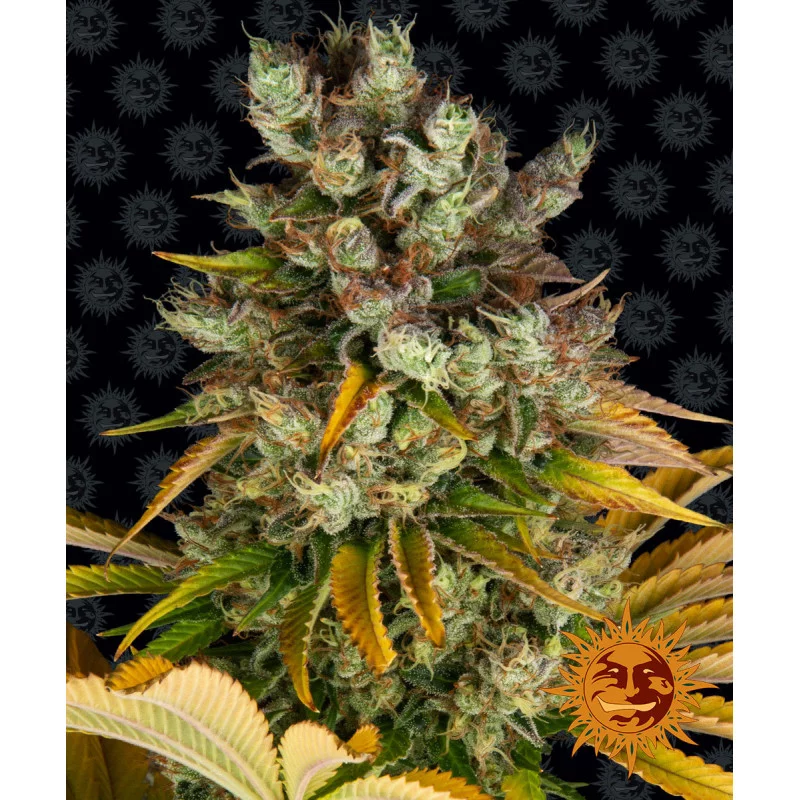 GMO - Barney´s Farm | SEEDS-BANK.CZ JIHLAVA