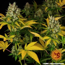 GMO - Barney´s Farm | SEEDS-BANK.CZ JIHLAVA