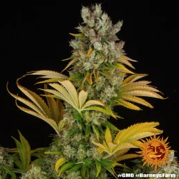 GMO - Barney´s Farm | SEEDS-BANK.CZ JIHLAVA
