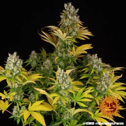 GMO - Barney´s Farm | SEEDS-BANK.CZ JIHLAVA