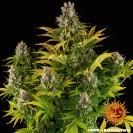 GMO - Barney´s Farm | SEEDS-BANK.CZ JIHLAVA
