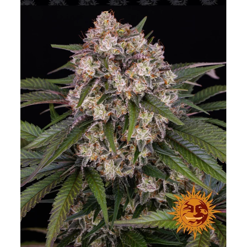 OG KUSH AUTO - Barney´s Farm - SEEDS-BANK.CZ JIHLAVA