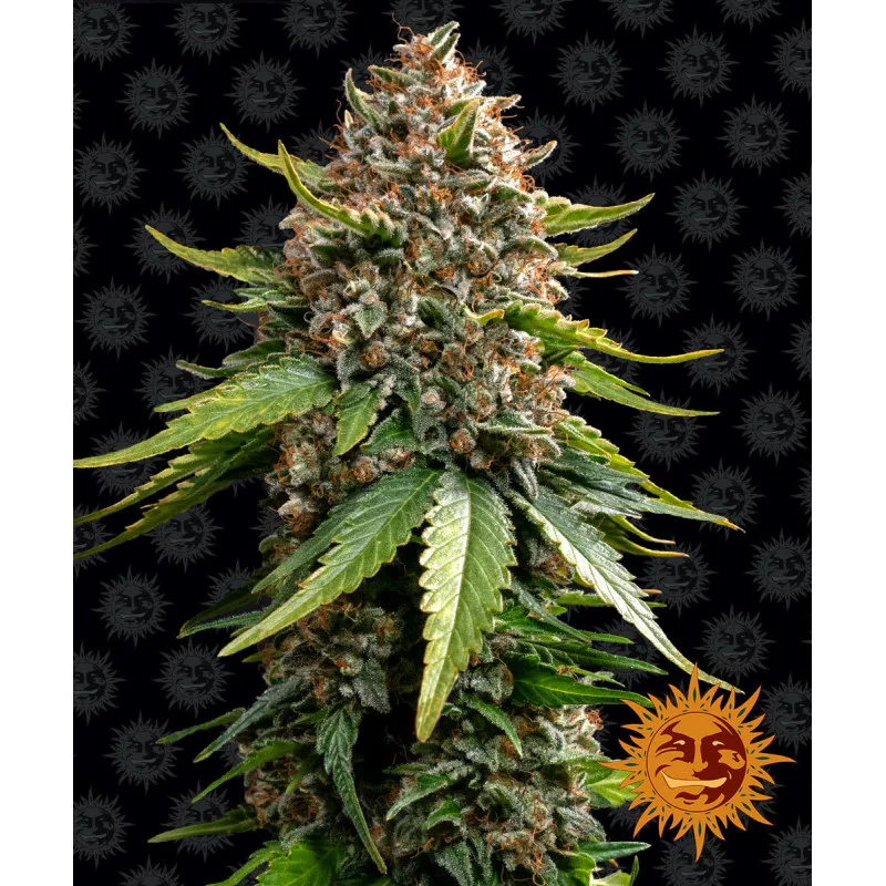 WHITE WIDOW XXL AUTO - Barney´s Farm - SEEDS-BANK.CZ JIHLAVA