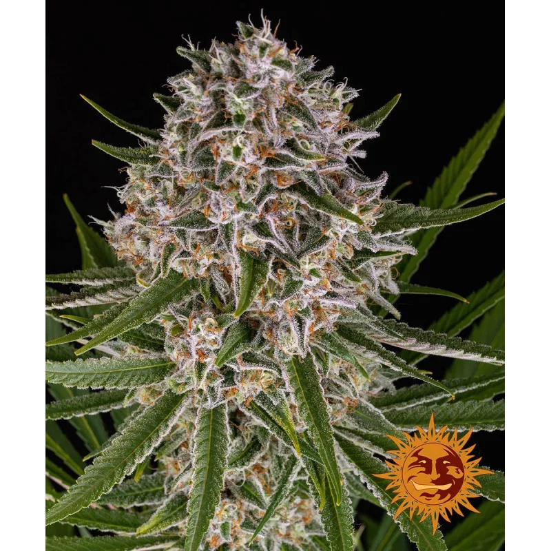 LEMON HAZE AUTO - Barney´s Farm - SEEDS-BANK.CZ JIHLAVA