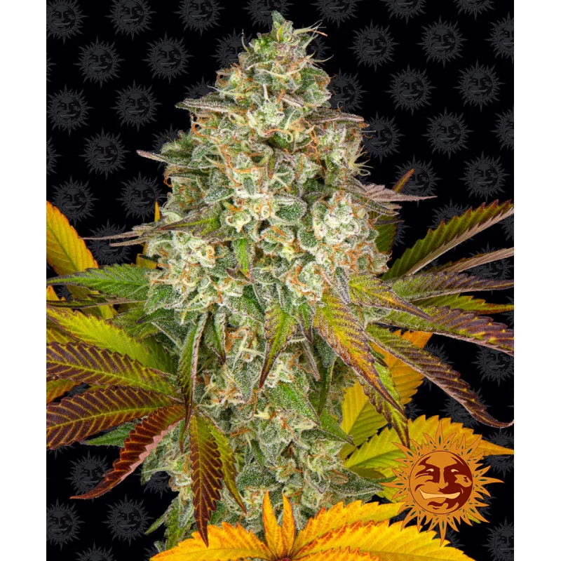 COOKIES KUSH AUTO - Barney´s Farm - SEEDS-BANK.CZ JIHLAVA