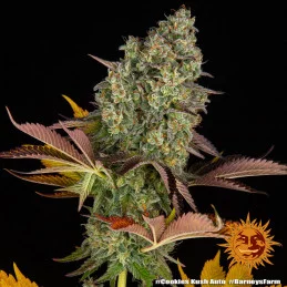 COOKIES KUSH AUTO - Barney´s Farm - SEEDS-BANK.CZ JIHLAVA