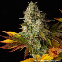 COOKIES KUSH AUTO - Barney´s Farm - SEEDS-BANK.CZ JIHLAVA