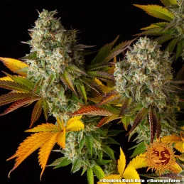 COOKIES KUSH AUTO - Barney´s Farm - SEEDS-BANK.CZ JIHLAVA