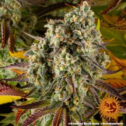 COOKIES KUSH AUTO - Barney´s Farm - SEEDS-BANK.CZ JIHLAVA