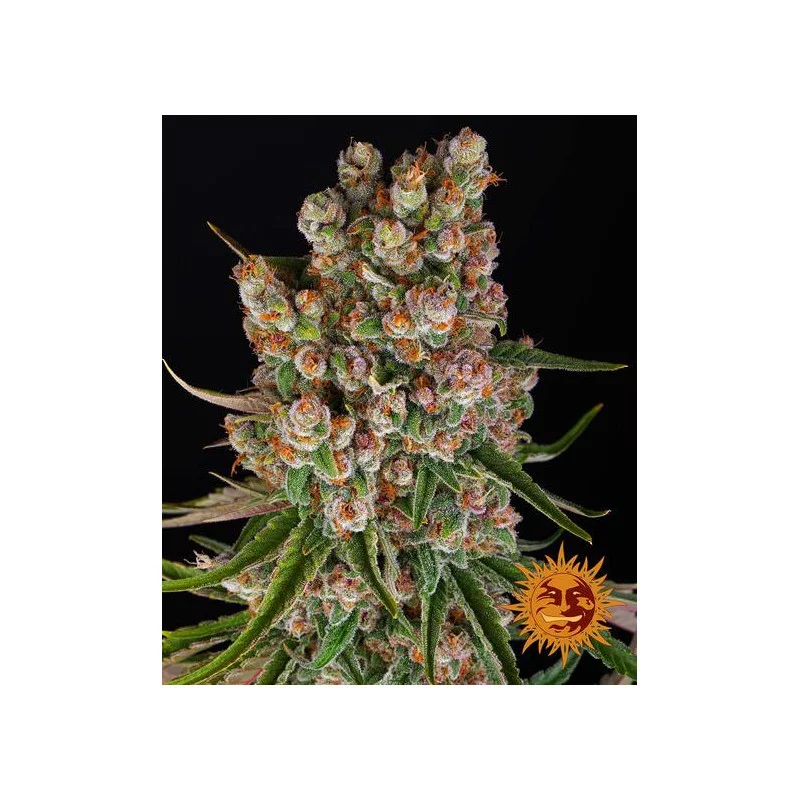 GMO AUTO - Barney´s Farm - SEEDS-BANK.CZ JIHLAVA
