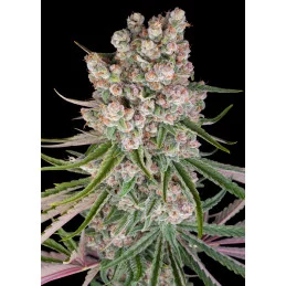 GMO AUTO - Barney´s Farm - SEEDS-BANK.CZ JIHLAVA