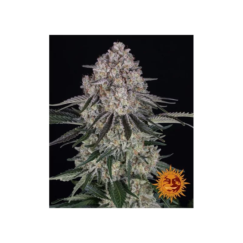 SOUR DIESEL AUTO - Barney´s Farm - SEEDS-BANK.CZ JIHLAVA