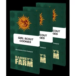 GIRL SCOUT COOKIES - Barney´s Farm - SEEDS-BANK.CZ JIHLAVA