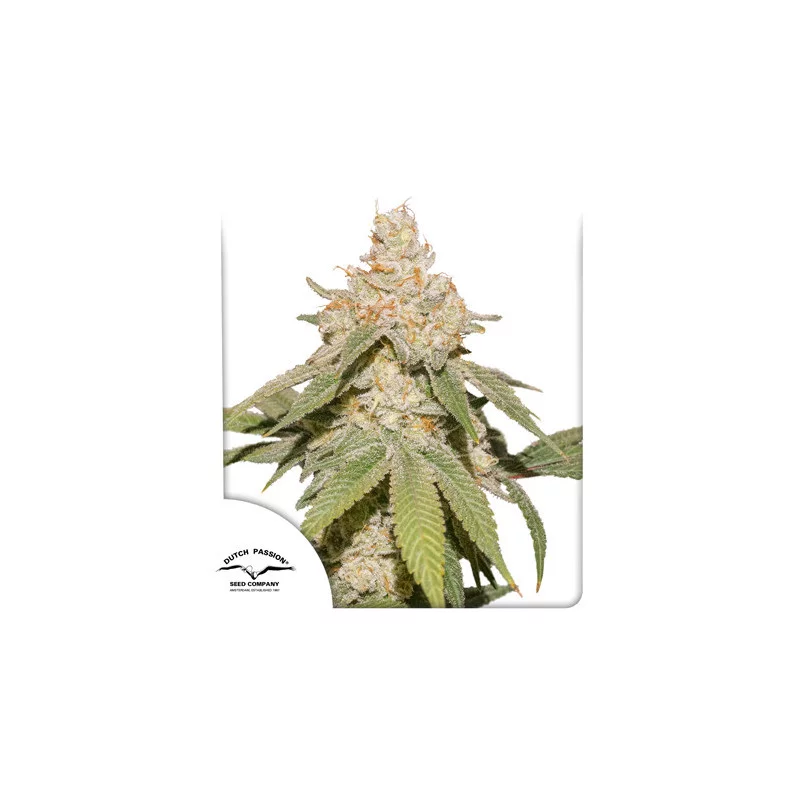 AUTO SFV OG - Dutch Passion SEEDS-BANK.CZ JIHLAVA