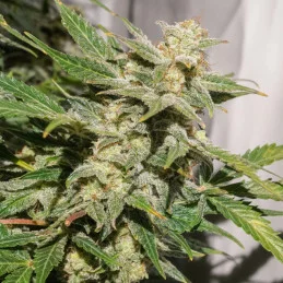 AUTO SFV OG - Dutch Passion SEEDS-BANK.CZ JIHLAVA