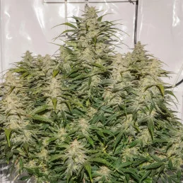 AUTO SFV OG - Dutch Passion SEEDS-BANK.CZ JIHLAVA