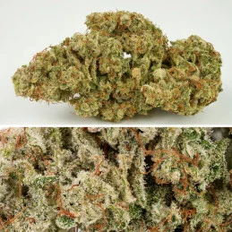 AUTO SFV OG - Dutch Passion SEEDS-BANK.CZ JIHLAVA