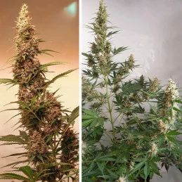 AUTO SFV OG - Dutch Passion SEEDS-BANK.CZ JIHLAVA