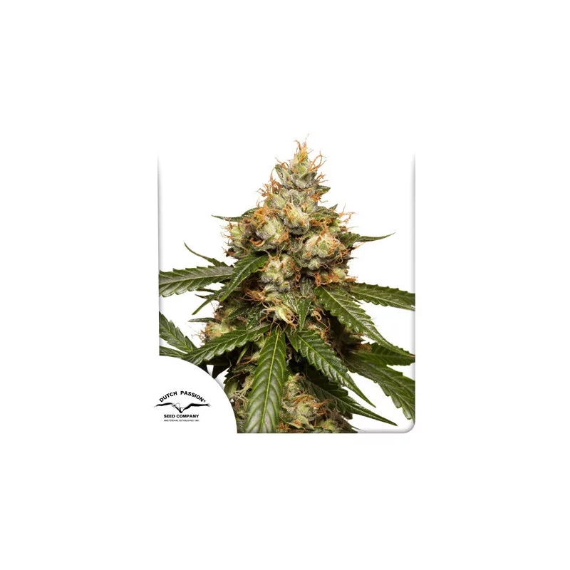 AUTO THC-VICTORY - Dutch Passion SEEDS-BANK.CZ JIHLAVA