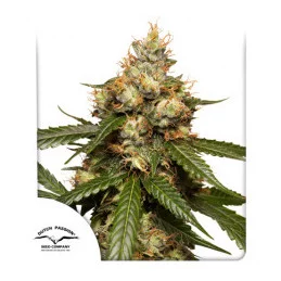 AUTO THC-VICTORY - Dutch Passion SEEDS-BANK.CZ JIHLAVA