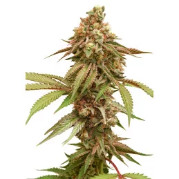 TROPICAL TANGIE - Dutch Passion SEEDS-BANK.CZ JIHLAVA