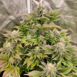 TROPICAL TANGIE - Dutch Passion SEEDS-BANK.CZ JIHLAVA