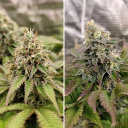 TROPICAL TANGIE - Dutch Passion SEEDS-BANK.CZ JIHLAVA