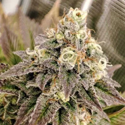 TROPICAL TANGIE - Dutch Passion SEEDS-BANK.CZ JIHLAVA