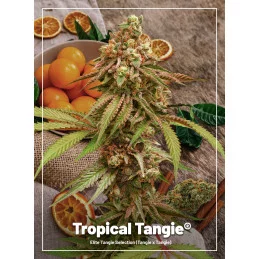 TROPICAL TANGIE - Dutch Passion SEEDS-BANK.CZ JIHLAVA