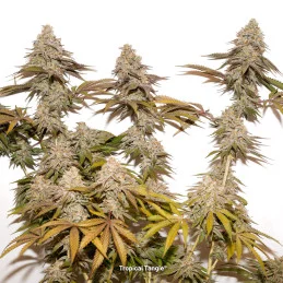 TROPICAL TANGIE - Dutch Passion SEEDS-BANK.CZ JIHLAVA