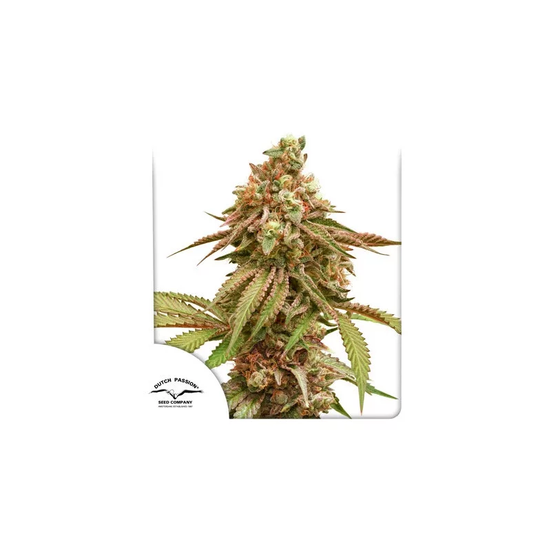 TROPICAL TANGIE - Dutch Passion SEEDS-BANK.CZ JIHLAVA