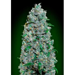 Auto Afghan Mass XXL – 00 Seeds – autoflowering semena konopí